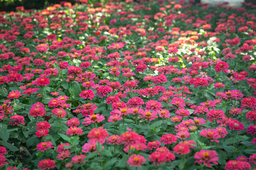a field of Fuchsia- Pink common Zinnias (Zinnia elegans), a popular and easy-to-grow annual flowering plant. 