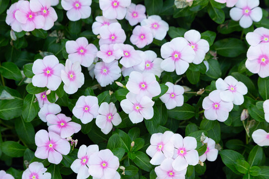 Madagascar periwinkle flowers, scientifically known as Catharanthus roseus. This plant is widely cultivated as an ornamental annual or perennial in warm climates. 