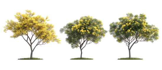 Set of Acacia podalyriifolia pearl acacia pearl wattle on transparent background