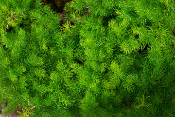 Fototapeta premium Asparagus sprengeri, commonly known as Sprenger's Asparagus Fern, is a hardy. Despite its name, it is not a true fern, but its fine, needle-like green foliage gives it a fern-like appearance, making i
