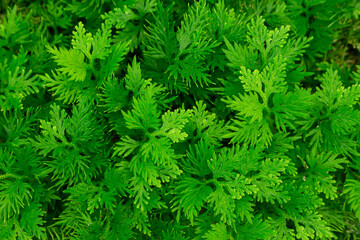 Selaginella helferi is a plant closely related to ferns. It prefers shady and moist conditions and is suitable for use as a ground cover in shady areas, replacing grass.