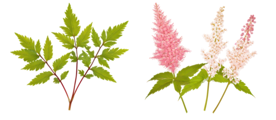 Set of Actaea simplex and Astilbe chinensis on transparent background