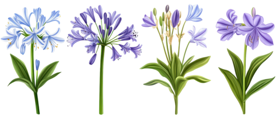 Agapanthus africanus and Crinum americanum isolated plants on transparent background