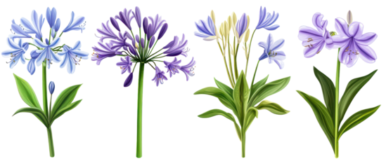 Agapanthus africanus and Crinum americanum isolated plants on transparent background