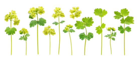 Alchemilla vulgaris common name Ladys mantle frontal isolated on transparent background