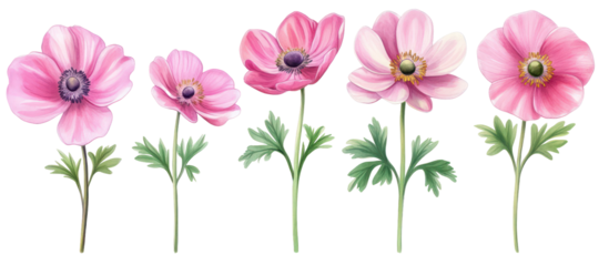 Anemone hupehensis commonly known as Japanese or Chinese anemone on transparent background