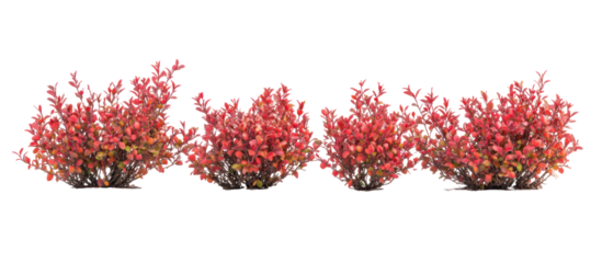 set of Berberis thunbergii the Japanese barberry Thunbergs barberry on transparent background