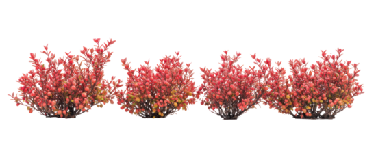 set of Berberis thunbergii the Japanese barberry Thunbergs barberry on transparent background