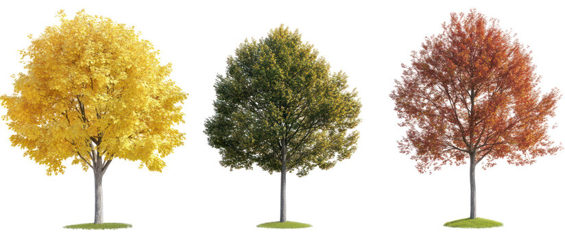 set of autumn Morus alba known as white mulberry common mulberry on transparent background