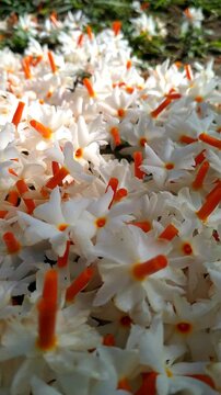 Fallen Night Jasmine Flowers on the Ground with Soft Natural Light. Night Jasmine Morning Flowers Cinematic video.