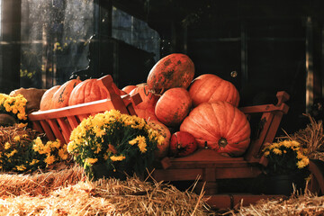 Orange pumpkins on wooden cart, yellow mums and hay, autumn harvesting festival