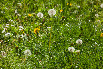 Blumenwiese mit L&ouml;wenzahnblumen im Fruchtstand; Deutschland