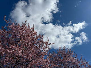 Spring cherry blossom sakura blooming tree.
