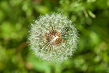Blumenwiese mit L&ouml;wenzahnblumen im Fruchtstand; Deutschland