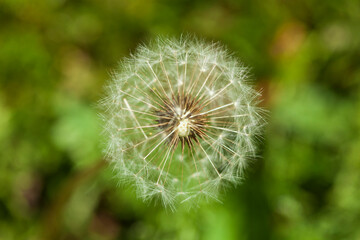 Fototapeta premium Blumenwiese mit Löwenzahnblumen im Fruchtstand; Deutschland