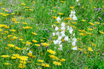 Blumenwiese mit L&ouml;wenzahnblumen, Deutschland