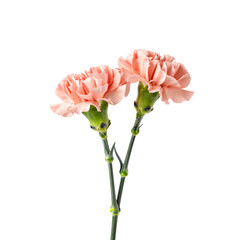 Two pink carnation flowers on a single stem