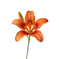 Vibrant orange lily flower in full bloom