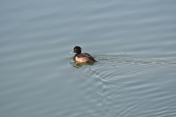 キンクロハジロ