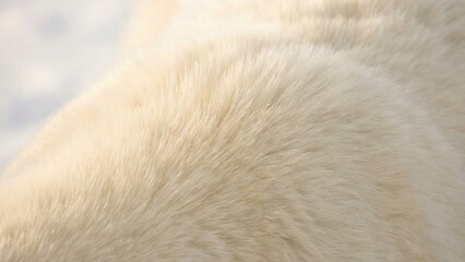 Close Up Of White Fur Texture With Sunlight And Snow Background