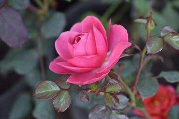 Beautiful pink rose flower closeup in garden, A very beautiful pink yellow rose flower bloomed on the rose tree, Rose flower closeup, bloom flowers, Natural spring flower floral background