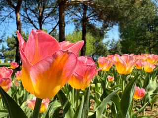 Beautiful tulips in the spring garden.