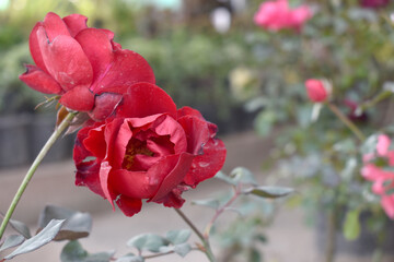 Beautiful red rose flower closeup in garden, A very beautiful red rose flower bloomed on the rose tree, Rose flower closeup, bloom flowers, Natural spring flower, Natural floral background,