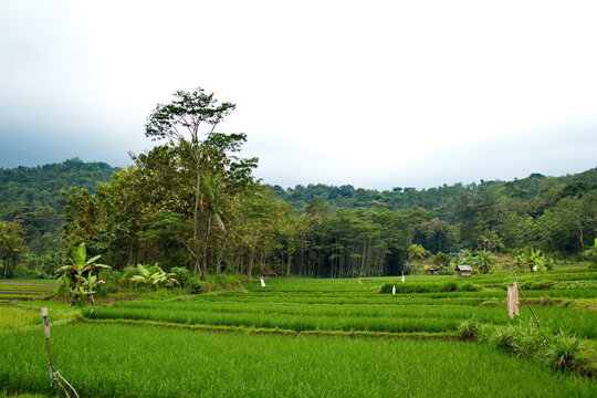 landscape with trees and padi, rice  fild