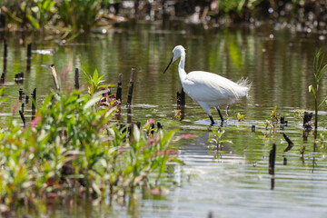 Obraz premium Grande Aigrette, Ardea alba, Great Egret