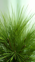 Close up of green pine needles with water drop. Nature background with evergreen tree for Christmas or winter season. Vertical template for nature eco or organic products.
