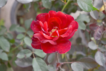 Beautiful red rose flower closeup in garden, A very beautiful red rose flower bloomed on the rose tree, Rose flower closeup, bloom flowers, Natural spring flower, Natural floral background,