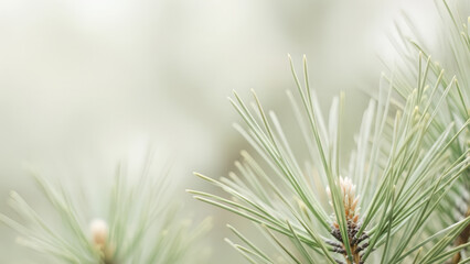 Close-up of green pine needle branch with water droplet. Natural background for Christmas, holiday, or nature concept. Organic beauty banner template for cosmetic, eco products with copy space.