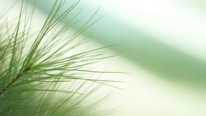 Obraz premium Close-up of green pine needle branch with water droplet. Natural background for Christmas, holiday, or nature concept. Organic beauty banner template for cosmetic, eco products with copy space.