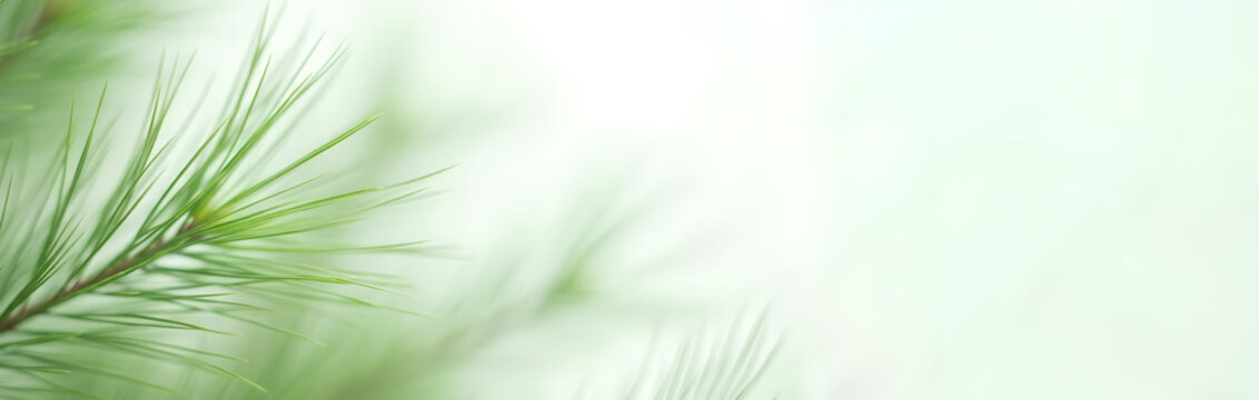 Close-up of green pine needle branch with water droplet. Natural background for Christmas, holiday, or nature concept. Organic beauty banner template for cosmetic, eco products with copy space.