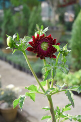 Beautiful red Indian Dahlia Flowers in a Garden, Fresh red Dahlia flower head on green background. red chrysanthemum blooming. The beautiful red Dahlia flower, Chakwal, Punjab, Pakistan
