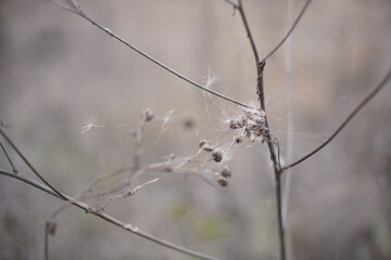 Minimalistic close-up of dried wild plants with seed pods and thin branches covered in spider webs. Soft neutral background, shallow depth of field, melancholic autumn mood, fragile natural textures.