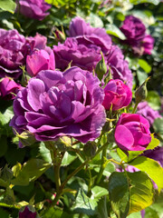 Roses beautiful pink purple flowers in garden.
