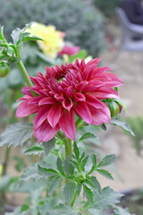 Beautiful red Indian Dahlia Flowers in a Garden, Fresh red Dahlia flower head on green background. red chrysanthemum blooming. The beautiful red Dahlia flower, Chakwal, Punjab, Pakistan