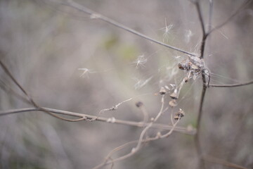 Minimalistic close-up of dried wild plants with seed pods and thin branches covered in spider webs. Soft neutral background, shallow depth of field, melancholic autumn mood, fragile natural textures.