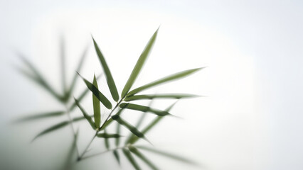 Fototapeta premium Bamboo leaves against light background. Natural backdrop for environmental and Asian-themed design. Banner template of growth and nature concept with copy space.