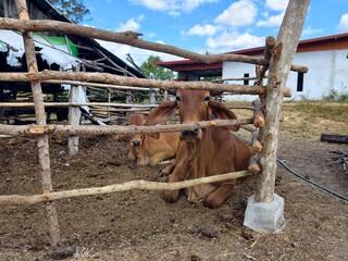 The cows are in the barn.