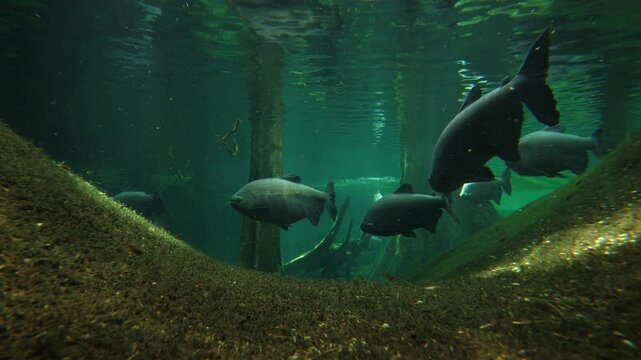 Underwater world of flooded tropical forest, big fish slowly soar in water. Tambaqui species at large aquarium with natural environment imitation