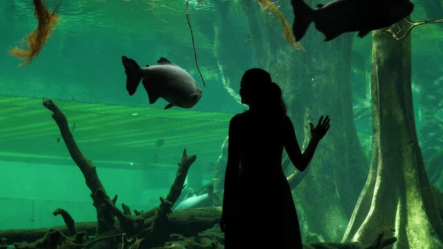 Young woman view to large fishes sailing around big aquarium, flooded forest of Amazon imitation. Many Tambaqui (Colossoma macropomum) species seen in water