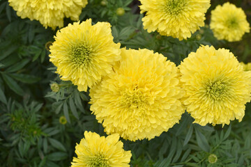 Bright Yellow marigold flower blossom in garden, Bright Yellow Mari Gold flowers for decorate garden, Close up of beautiful Yellow marigold flower. Nature, Marigold flowers bloom in the morning, Mari