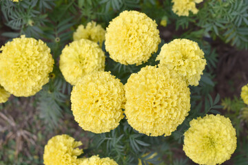 Bright Yellow marigold flower blossom in garden, Bright Yellow Mari Gold flowers for decorate garden, Close up of beautiful Yellow marigold flower. Nature, Marigold flowers bloom in the morning, Mari