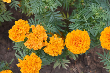 orange marigold flower blossom in garden, orange Mari Gold flowers for decorate garden, Close up of beautiful orange marigold flower. Nature, Marigold flowers bloom in the morning, Marigold