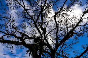 Fototapeta premium Clear Blue Sky Framed by Lush Green Tree Canopy 