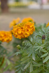 orange marigold flower blossom in garden, orange Mari Gold flowers for decorate garden, Close up of beautiful orange marigold flower. Nature, Marigold flowers bloom in the morning, Marigold