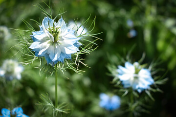 Close-up of a pretty Nigella damascena flower