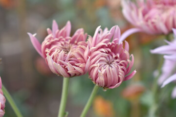 Beautiful Pink chrysanthemum flowers closeup in the winter garden, Closeup of Chrysanthemum flower, Field of the Pink Chrysanthemum, Beautiful Pink flower blooming in nature.